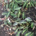 Begonia listada Συνήθη χαρακτηριστικά