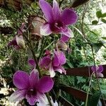Dendrobium nobile Kwiat