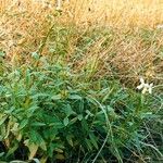 Stachys recta Habitat