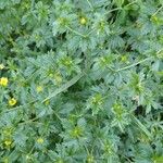 Potentilla erecta برگ