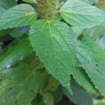Acalypha aristata Hoja