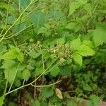 Rubus occidentalis Plod