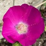 Callirhoe digitata Flower