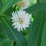 Alternanthera philoxeroides Flower