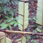 Parkia velutina Leaf