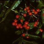 Sorbus scopulina Hedelmä