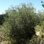 Olea europaea Hábito