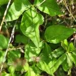 Commiphora baluensis Blatt