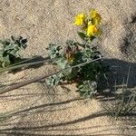 Linaria thymifolia Hábito