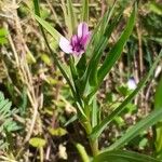 Geropogon hybridus Yaprak
