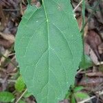 Amasonia campestris Leaf