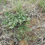 Matelea biflora Hábito