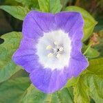 Nicandra physalodes Λουλούδι