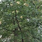 Ceiba insignis Flower