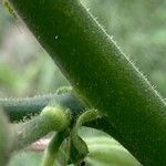 Nicotiana sylvestris പുറംതൊലി