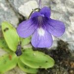 Pinguicula longifolia 花