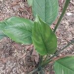 Spathiphyllum blandum Foglia