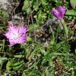 Dianthus gallicus Autre