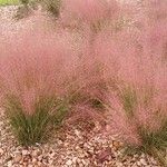 Muhlenbergia capillaris Alkat (teljes növény)