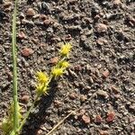 Cenchrus spinifex Fruto