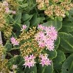 Sedum telephium ᱵᱟᱦᱟ