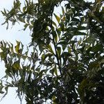 Caryota urens Leaf