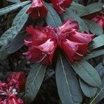 Rhododendron haematodes Blüte