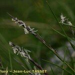 Nardus stricta Цвят