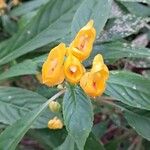 Impatiens auricoma Blomst