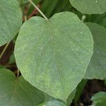 Clerodendrum buchananii Leaf