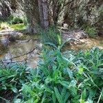 Sonchus maritimus Habitatea