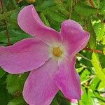 Rosa virginiana Blüte