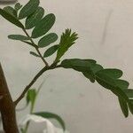 Phyllanthus niruri 葉