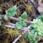 Herniaria ciliolata Likasa