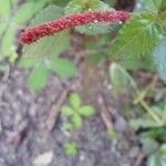 Acalypha multicaulis Flower