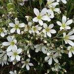 Arenaria grandiflora Květ