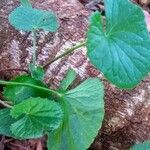 Hydrocotyle leucocephala Leaf