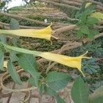 Brugmansia arborea Flor