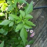 Bidens pilosa Feuille