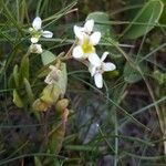 Cochlearia anglica Blüte