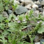 Verbena bracteata Žiedas