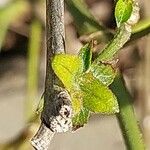 Strobilanthes pentastemonoides Ліст