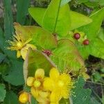 Hypericum androsaemumЦветок