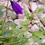 Campanula pulla Квітка