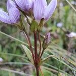 Gentianella corymbosa Leaf