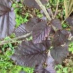 Corylus maxima Blad