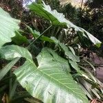 Colocasia gigantea Leaf