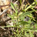 Scabiosa triandra Лист