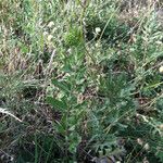 Asclepias viridiflora Costuma