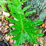 Thaumatophyllum bipinnatifidum Blad